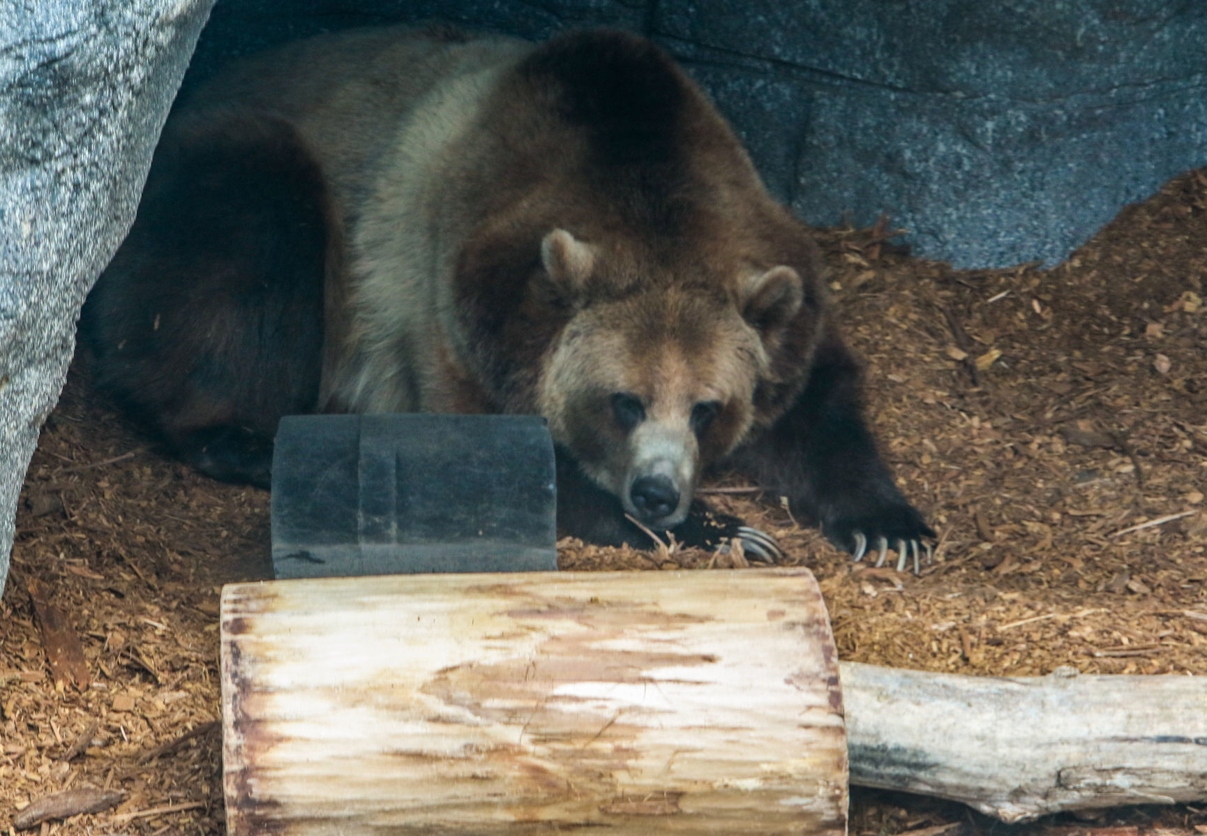 At 90, Washington Park Zoo undergoing facelift, resurrection